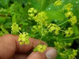 Alchemilla armeniaca