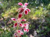 Silene gallica