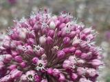 Allium ampeloprasum