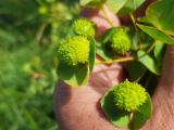 Euphorbia stricta