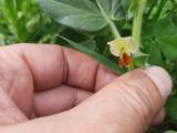 Vicia narbonensis