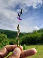 Polygala vulgaris