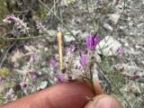 Centaurea wiedemanniana