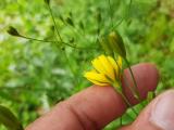 Crepis pulchra