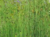Equisetum giganteum