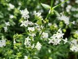 Galium boreale