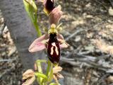 Ophrys cilicica