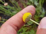 Anthemis kotschyana var. discoidea