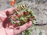 Papaver armeniacum