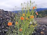 Papaver armeniacum