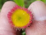 Erigeron uniflorus