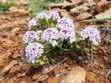 Aethionema speciosum