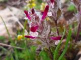 Pedicularis munzurdaghensis