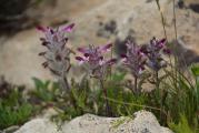 Pedicularis munzurdaghensis