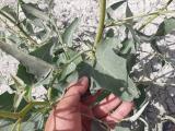 Chenopodium album