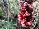 Orobanche anatolica