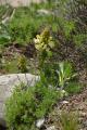 Pedicularis caucasica