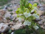 Pedicularis caucasica