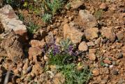 Polygala supina