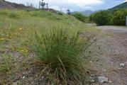 Juncus inflexus