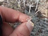 Draba bruniifolia