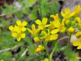Draba bruniifolia