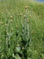 Centaurea bingoelensis