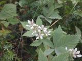 Rubus canescens