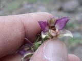 Epipactis helleborine