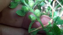 Scutellaria albida