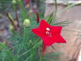 Ipomoea quamoclit