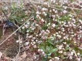 Draba verna