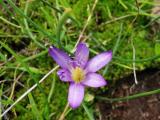 Romulea bulbocodium