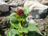 Centranthus ruber