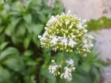 Centranthus ruber