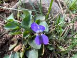 Viola rupestris