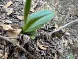 Ophrys iricolor