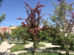 Crataegus oxyacantha