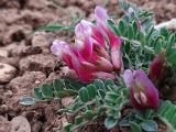 Astragalus elongatus