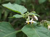 Solanum luteum