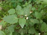 Solanum luteum