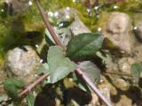 Veronica anagalloides