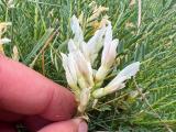 Astragalus gymnolobus