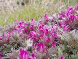 Astragalus plumosus