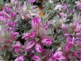 Astragalus plumosus