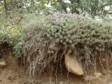 Astragalus plumosus