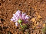 Scabiosa crinita