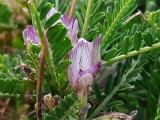 Astragalus icmadophilus