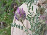 Astragalus barbatus