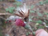 Cirsium hypoleucum